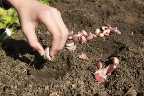 It's Easy to Grow Your Own Garlic at Home