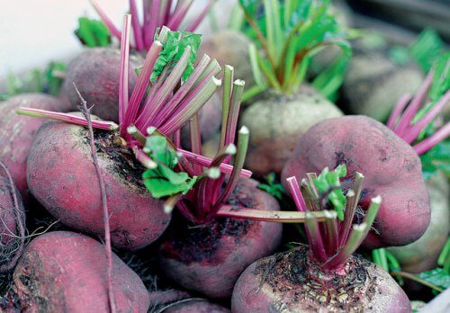 why you should eat beets Why You Should Eat Beets