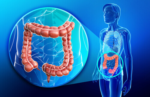 zoomed in drawing of human intestines