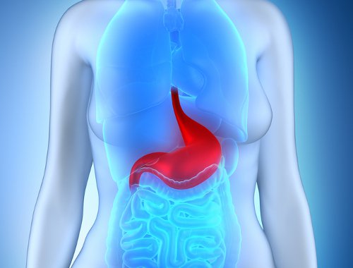 Anatomical image of a stomach