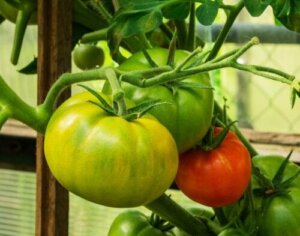 Can You Treat Spider Veins with Tomatoes?