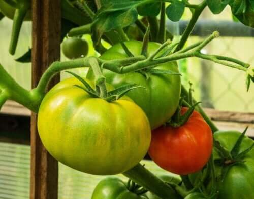 Can You Treat Spider Veins with Tomatoes?