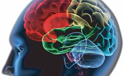 The brain.
