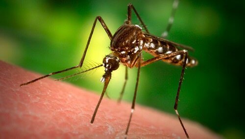 Why Mosquitoes Bite You and Not Others