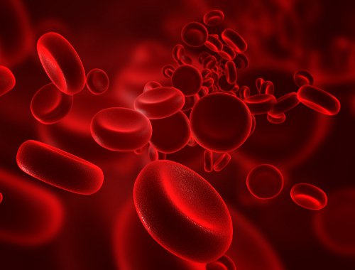 Blood cells can regenerate with grape seeds