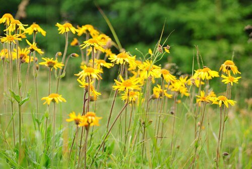 Arnica for vaginal irritation