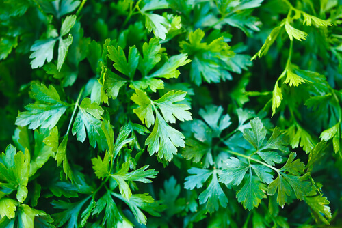 Some parsley.