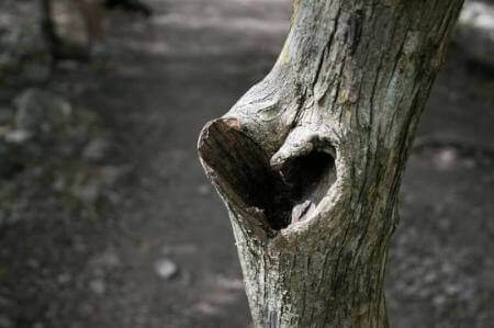 heart