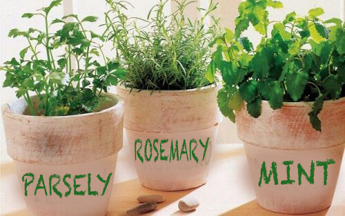 How to Grow Rosemary, Parsley, and Mint at Home