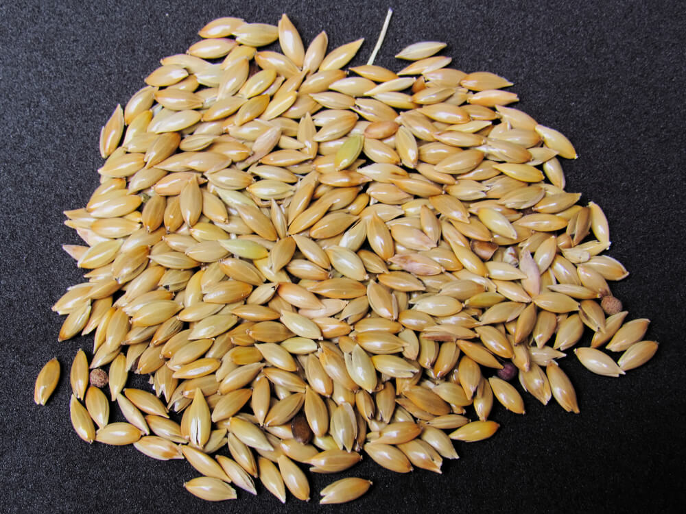 Benefits of Canary Seed for Cholesterol and Weight Loss Step To Health