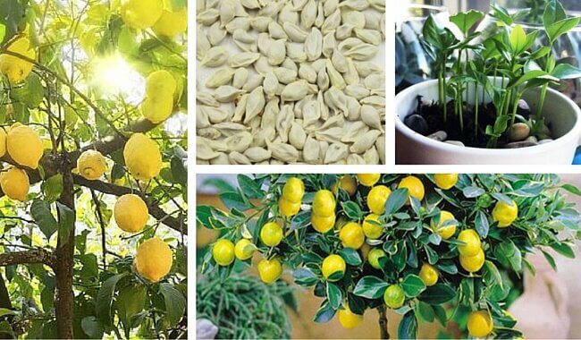 How to Germinate Lemon Seeds at Home