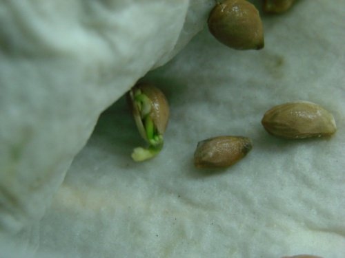 Seeds germinating.