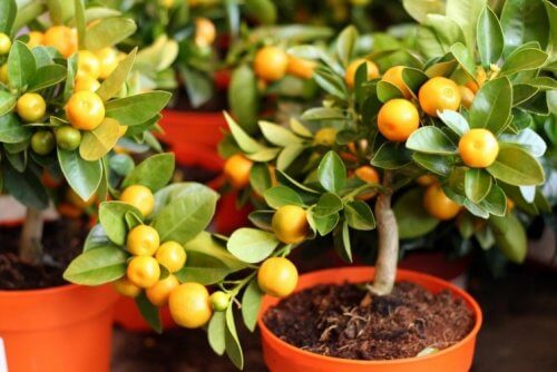 Lemon trees in pots.