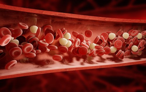 Blood cells inside a vein