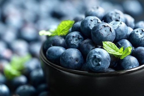 grow blueberries