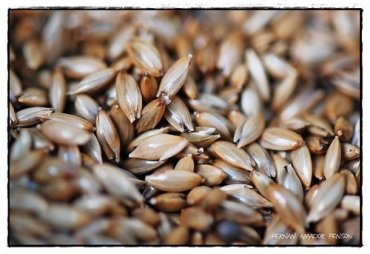 Benefits of Canary Seed for Cholesterol and Weight Loss