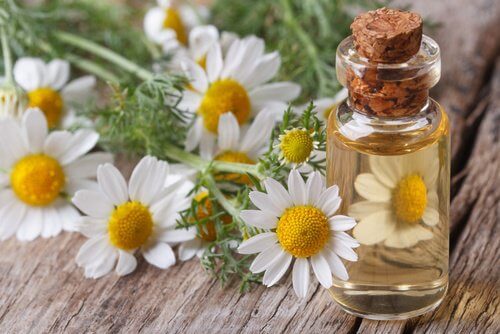 Roman chamomile oil