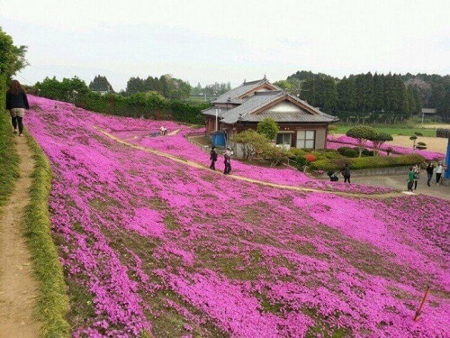 Man plants flowers for blind wife