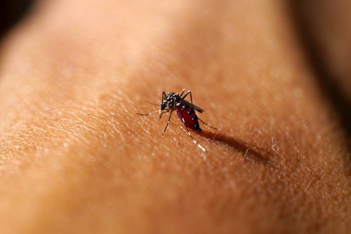 mosquito bite