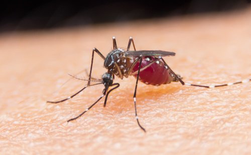 mosquito-bite