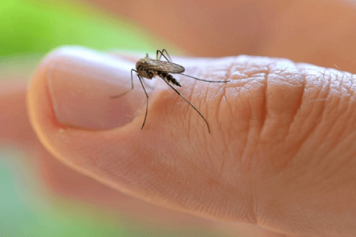 WHO Declares World Emergency Due to Zika Virus WHO Declares World Emergency Due to Zika Virus