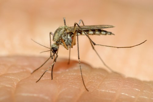 Closeup of a mosquito biting a person mosquitoes bite