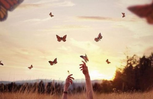 butterflies-flying