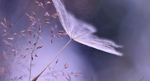 fragile-dandelion