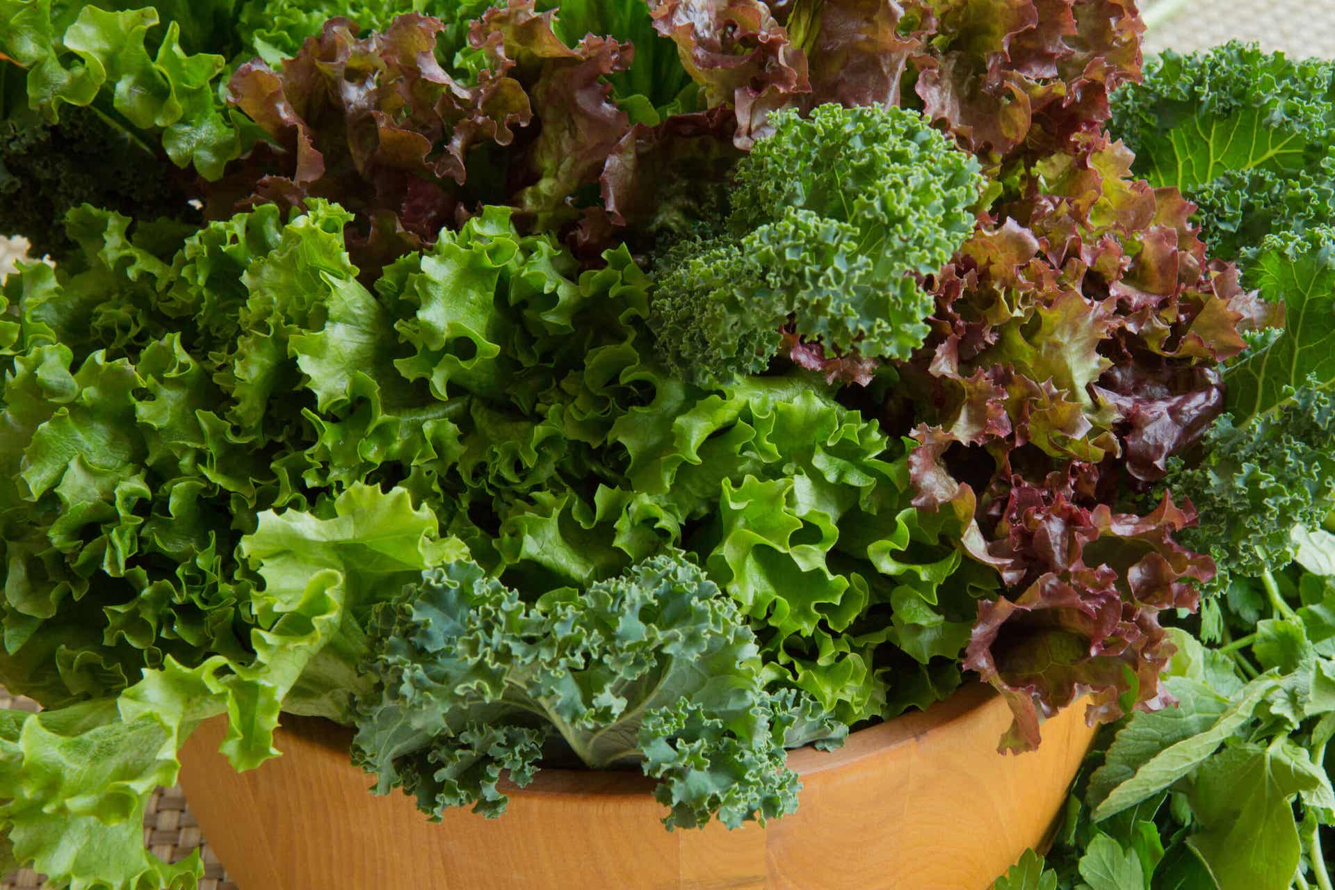 Red and green lettuce in a bowl.