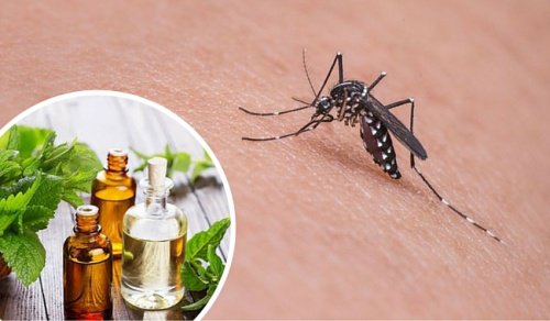 11 Herbs That Naturally Repel Mosquitoes