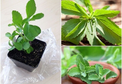 Make Your Own Sweetener: How to Grow Stevia at Home