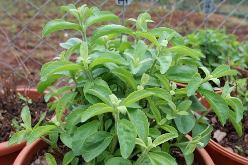How to grow stevia.
