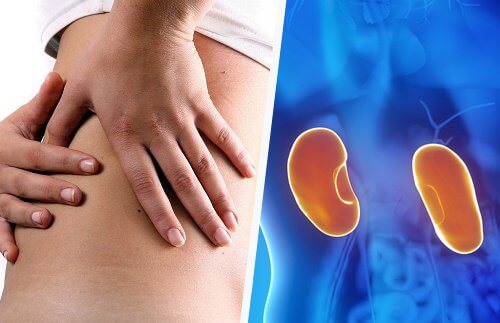 1 kidneys Kidney Disease