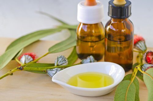 eucalyptus