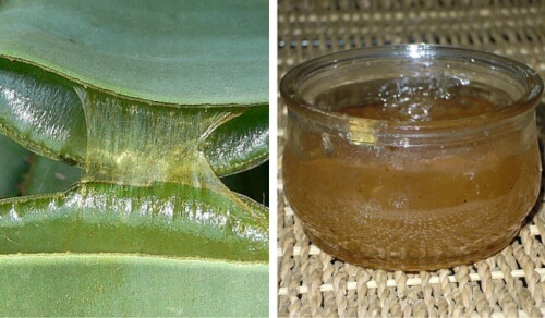 How To Make A Healthy Aloe Vera Jelly Step To Health 0278