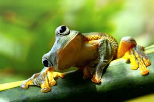 The Boiled Frog Syndrome: Incapable of Reacting to Subtle Mistreatment