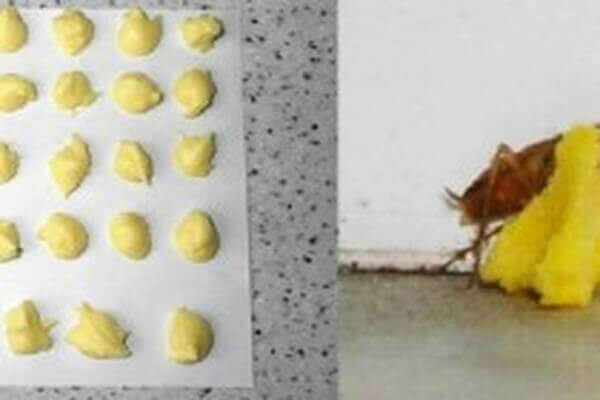 boric-acid-egg-poison