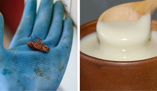 How to Get Rid of Cockroaches for Good