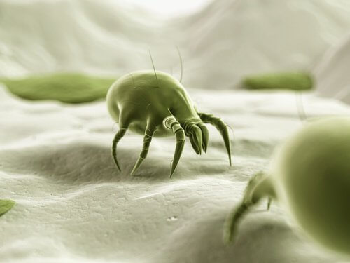 Dust Mites? Kill Them Safely and Naturally