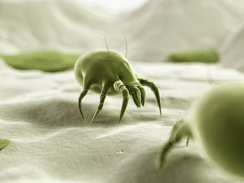 dust mites