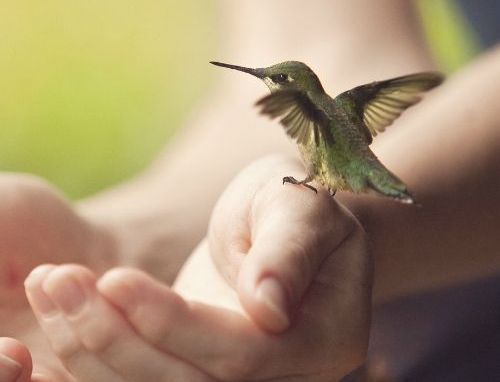 A hummingbird on someone's hand.
