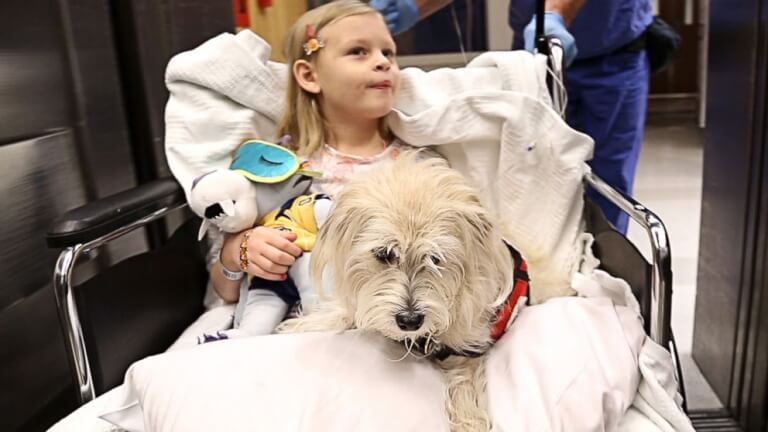 At some hospitals, pets visit patients.