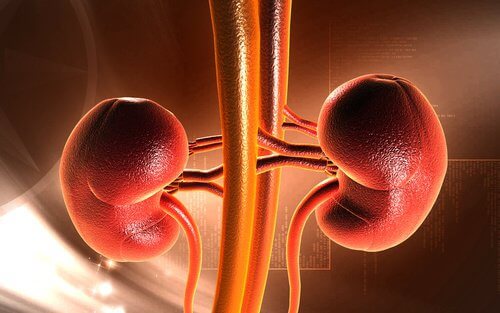 kidneys