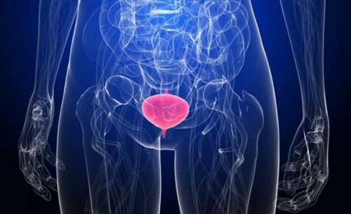 bladder