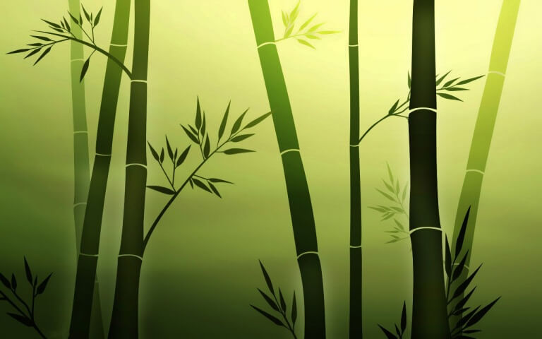 Bamboo growing