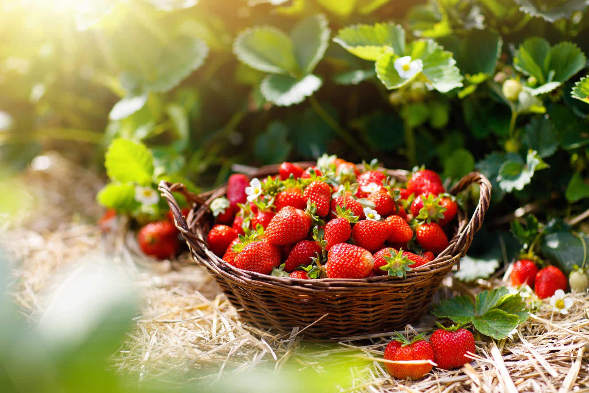A basket of freshly picked strawberries.