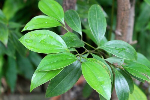 Here are the leaves you'll see when you grow cinnamon.