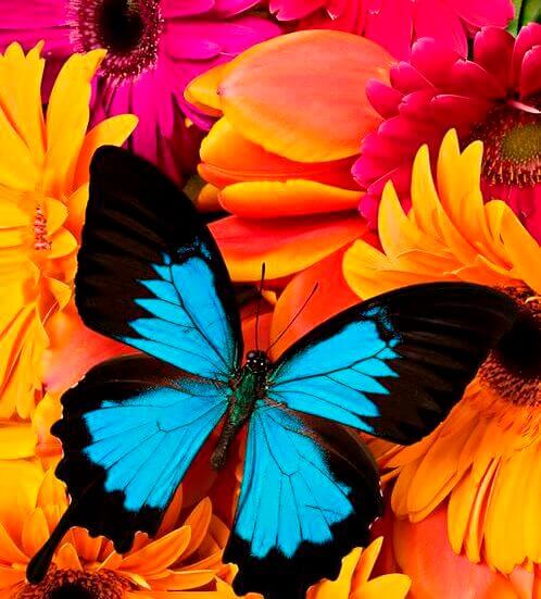 Blå sommerfugl foran blomster i forskellige farver