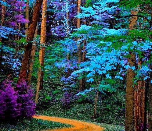 Blue purple green flowers in forest colors affect your feelings