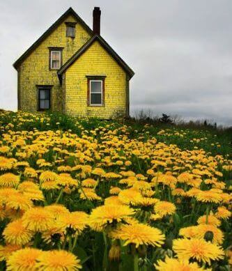 Gult hus med gula blommor fältet molnig himmel färger påverkar dina känslor